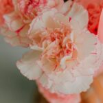 母の日　花屋　フラワーギフト　花ギフト