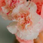 母の日　花屋　フラワーギフト　花ギフト